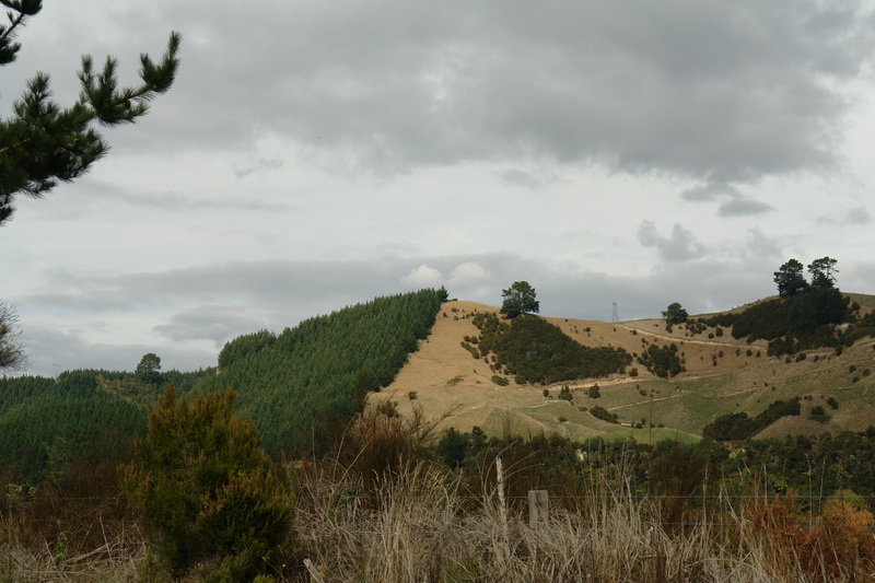 Лысая Новая Зеландия, где в наши дни приходится приблизительно 15 голов крупнорогатого скота, на одного местного жителя. Вырубка лесов заканчивается, так как рубить больше нечего.